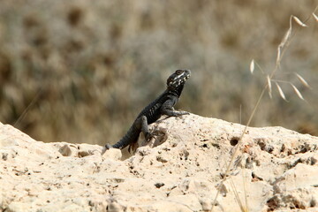 A lizard sits on a stone in a city park.