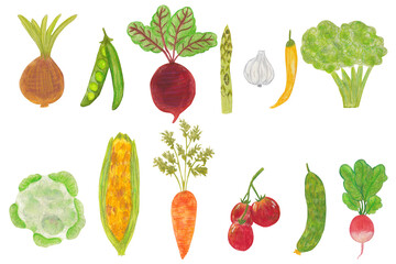 Set of watercolor vegetables. Fresh veggies as tomato, radish, pepper, onion, cucumber, green pea, corn, cauliflower, beets, broccoli, carrots