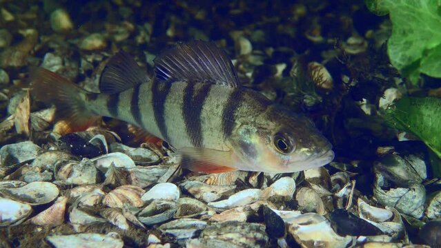 Fish Barsch or European perch (Perca fluviatilis) lies on the bottom covered with Zebra Mussel shells, close-up.