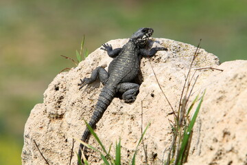 A lizard sits on a stone in a city park.