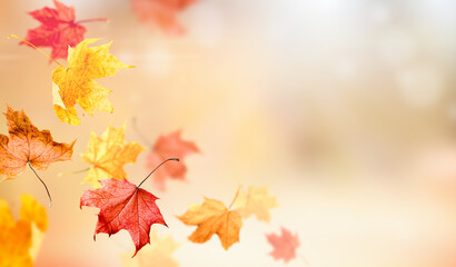 Fototapeta na wymiar falling maple leaves, autumn background