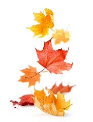 falling in a bunch of autumn maple leaves on a white isolated background