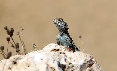 A lizard sits on a stone in a city park.