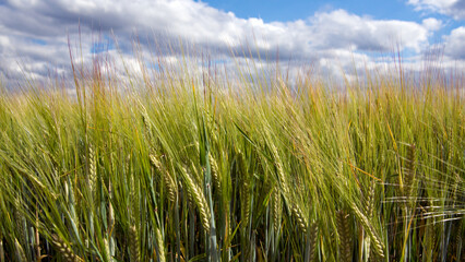 Wheat blowing in the wind, growing in an East Hertfordshire field, ready for its July harvest