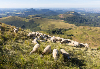 troupeau de moutons sur le Puy de Dôme dans le Massif Central en été