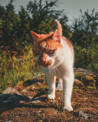 Fototapeta premium Gollum the cat, 20 years old