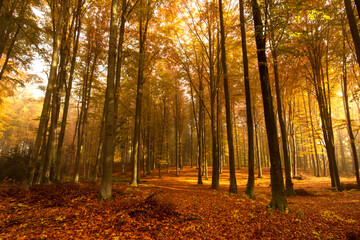 Obraz premium autumn forest in the morning