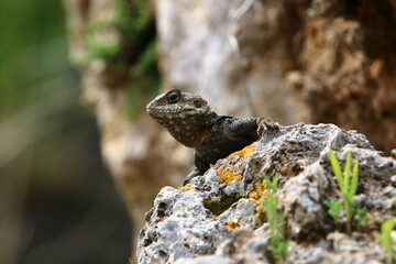 A lizard sits on a stone in a city park.