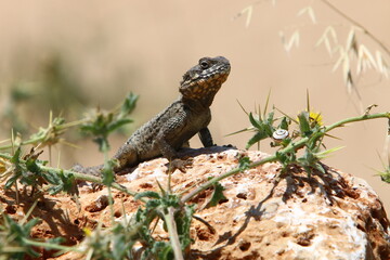 A lizard sits on a stone in a city park.