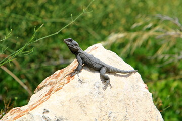 A lizard sits on a stone in a city park.