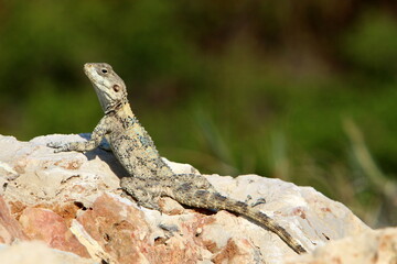 A lizard sits on a stone in a city park.