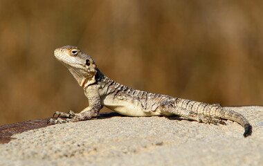 A lizard sits on a stone in a city park.