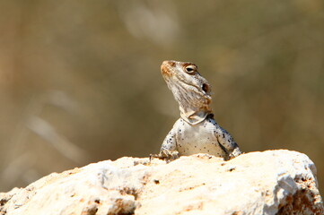 A lizard sits on a stone in a city park.