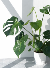 Beautiful monstera deliciosa or Swiss cheese plant in the sun on a white background. Home gardening concept. Home modern interior. © Marina Kaiser