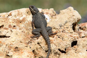 A lizard sits on a stone in a city park.