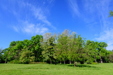 Landscape with old green trees in Mogosoaia Park (Parcul Mogosoaia), a weekend attraction close to Bucharest, Romania, in a sunny spring day.