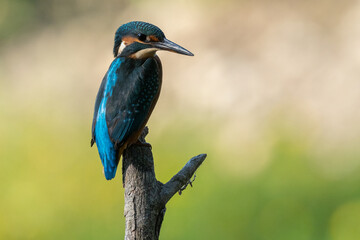 Kingfisher on a branch above the water