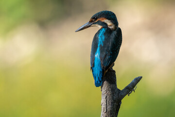 Kingfisher on a branch above the water
