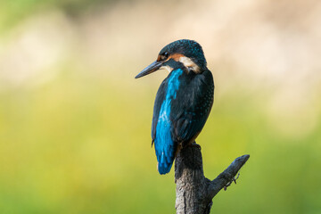 Kingfisher on a branch above the water