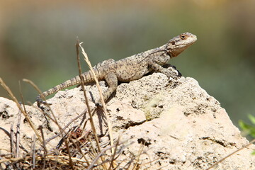 A lizard sits on a stone in a city park.