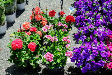 Fototapeta na wymiar Large group of vivid pink and purple Petunia axillaris flowers and green leaves in garden pots at a market in a sunny summer day.