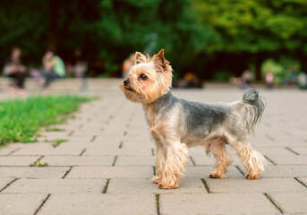 A dog of the Yorkshire terrier breed stands on the sidewalk against a background of blurred green grass and trees. A beautiful dog looks carefully on the background of the park. The photo is blurred.