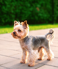 Dog breed Yorkshire terrier. He is 8 years old. The dog is standing on the path on the background of blurred grass. The photo is blurred