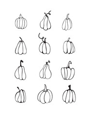 Outlined pumpkin, pumpkin doodles, pumpkin line art vector illustration.Hand drawn pumpkin sketch. 