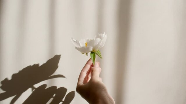 The girl holds a peony flower in her hand. Light and shadows from from leaves of the peony. Transparent soft light and shadow on wall. Space for text. Product presentation, mockup for advertising. 4k