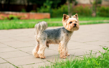 A dog of the Yorkshire terrier breed stands on the sidewalk against a background of blurred green...