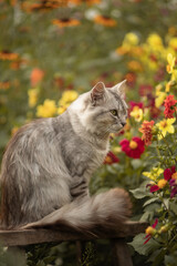 Naklejka na ściany i meble Photo of a gray fluffy cat in a blooming garden.