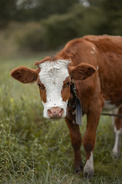 Photo of a red calf in a green meadow.