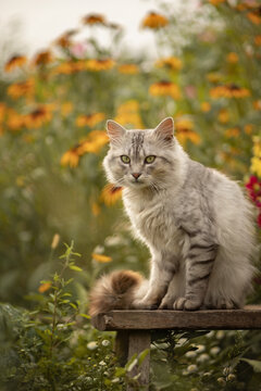 Photo of a gray fluffy cat in a blooming garden.