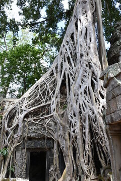 Sprawling Banyan Tree Overgrowth Portrait at Ta Prohm Temple, Siem Reap, Cambodia