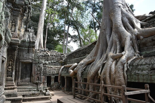 Large Tree Overgrowth in a Corner of Ta Prohm Temple, Siem Reap, Cambodia