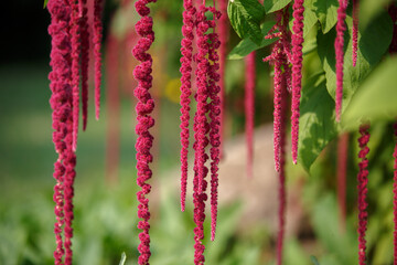 Amaranthus caudatus flower. Long tassels of crimson PonyTails flowers hang down. Red long flowers....