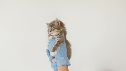 Striped gray cat in doctor hands. Kitten vet examining. Kitten pet check up, vaccination in veterinarian animal clinic.Health care domestic animal. Long Web banner Copy space. High quality 4k footage