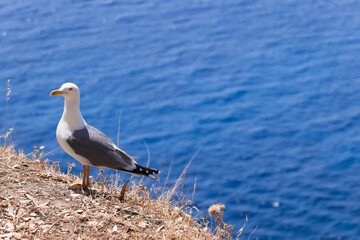 Young herring gull on the sun-scorched coast of the island of Elba against the backdrop of the unfocused blue sea, Province of Livorno, Italy