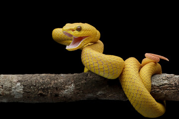 The Yellow White-lipped Pit Viper (Trimeresurus insularis) closeup on branch with black background