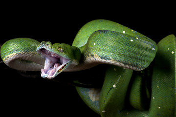 Green tree python snake on branch ready to attack, Chondropython viridis snake closeup with black background
