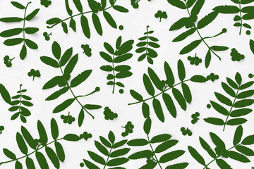 Green leaf pattern on the surfaceA SIMPLE ILLUSTRATION OF A PATTERN FROM GREEN LEAVES OF ROWAN