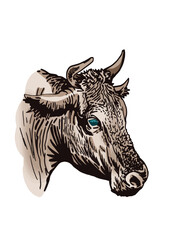 Vector color portrait of  cow isolated on white background, hand-drawn illustration