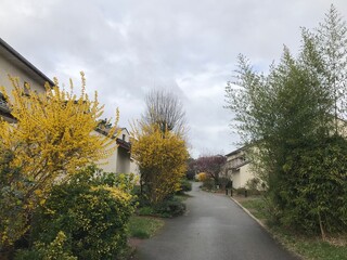 Forsythia