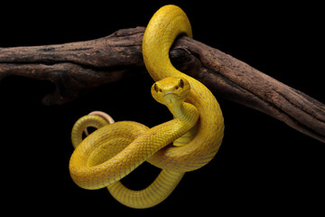The Yellow White-lipped Pit Viper (Trimeresurus insularis) closeup on branch with black background