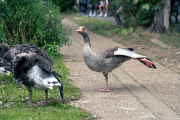 A goose is stretching its legs on the pavement