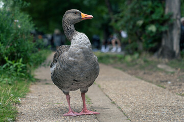 Portrait of goose in the park