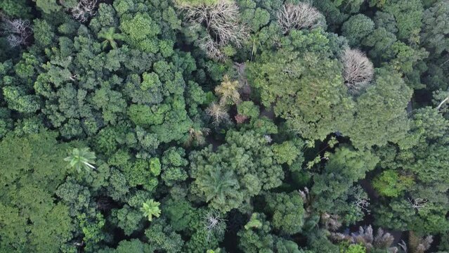 Beautiful Overhead Shot of a Brazilian Rain Forest, Corcovado Mountain, Brazil.
