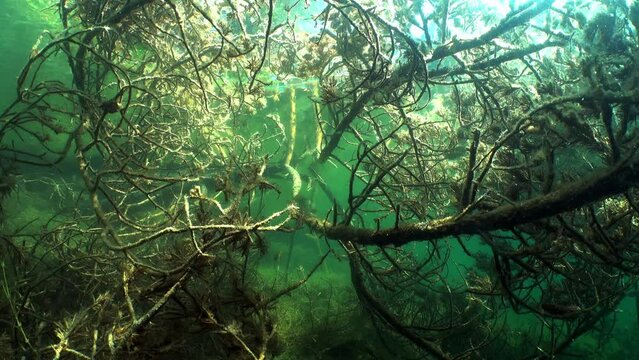 Underwater shot of submerged Scots pine or Scotch pine or Baltic pine (Pinus sylvestris) with some Common roaches (Rutilus rutilus) swimming between the branches in a freshwater lake in Estonia.
