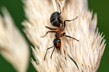 Closeup of an active ant on a spikelet branch.