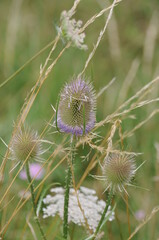 thistle in bloom